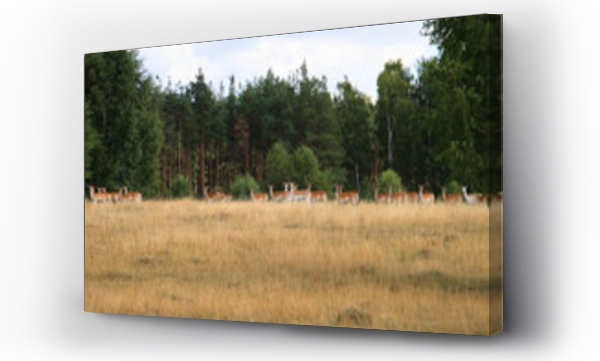 sarny i jelenie, zwierzęta