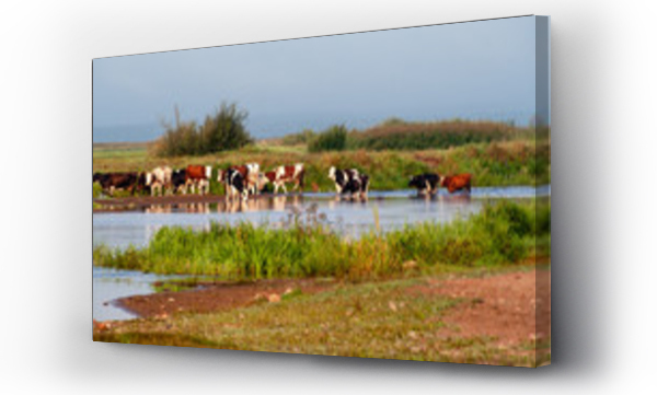 dolina narwi, wieś, zwierzęta