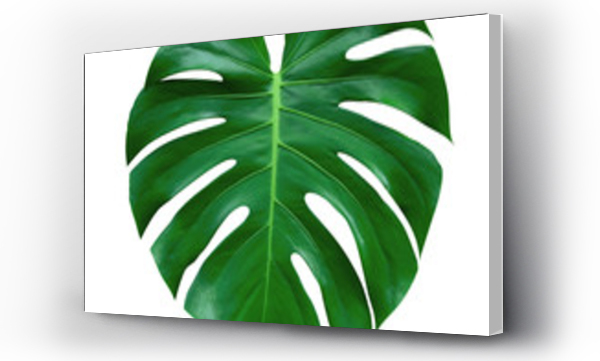 Wizualizacja Obrazu : #221708684 Monstera plant leaf, the tropical evergreen vine isolated on white background, clipping path included
