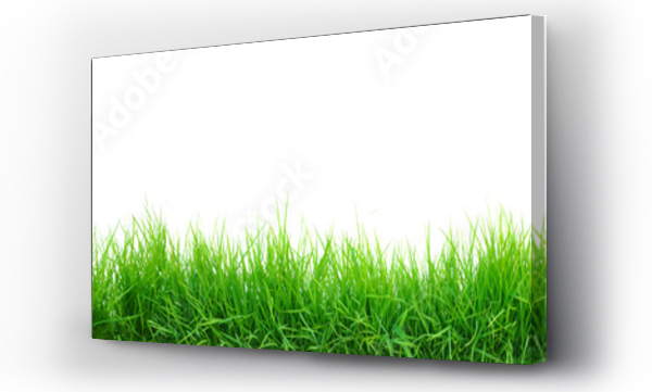 zielona trawa panorama izolowana na białym tle