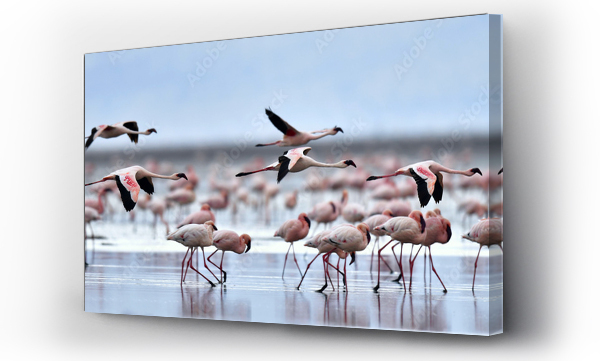 Wizualizacja Obrazu : #222311491 Colony of Flamingos on the Natron lake.Lesser Flamingo Scientific name: Phoenicoparrus minor. Tanzania Africa.
