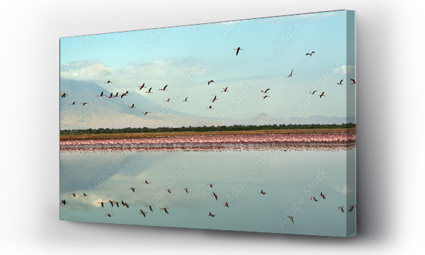 Kolonia flamingów na jeziorze Natron. Flaming mniejszy Nazwa naukowa: Phoenicoparrus minor. Flamingi w wodzie przy brzegu jeziora Natron. Kolonia flamingów. Panorama. Tanzania.