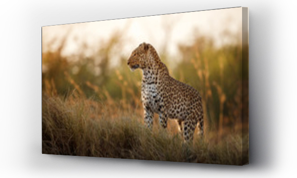 afryka, dolichotis, kruger, lampart, wildlife park