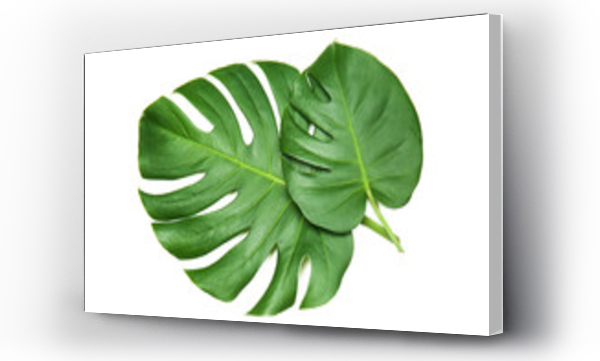 Wizualizacja Obrazu : #222957895 Świeże liście monstery tropikalnej na białym tle
