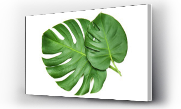 monstera