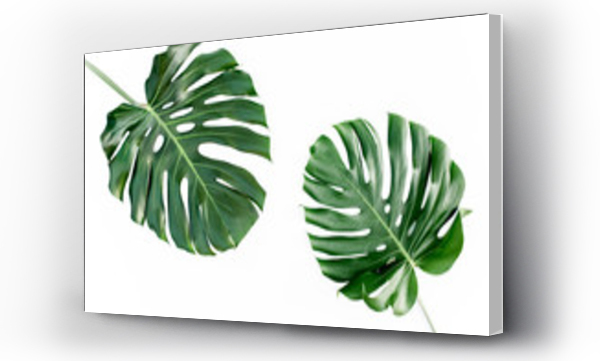 Wizualizacja Obrazu : #223619798 Tropical palm leaves Monstera isolated on white background. Flat lay, top view