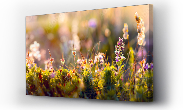 dzikie kwiaty i trawa zbliżenie, panorama pozioma zdjęcie