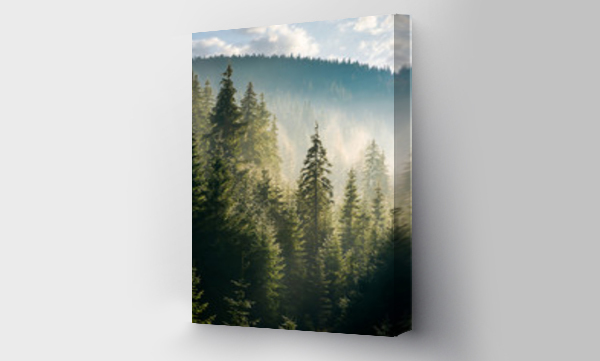 Wizualizacja Obrazu : #224666390 las świerkowy na wzgórzu w porannej mgle. urocza sceneria przyrody w pięknym świetle
