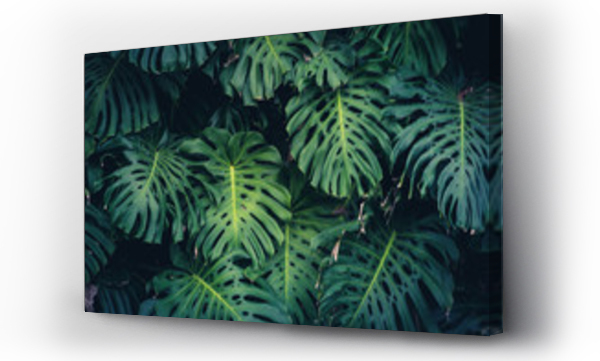Liście Monstera Philodendron - roślina lasów tropikalnych