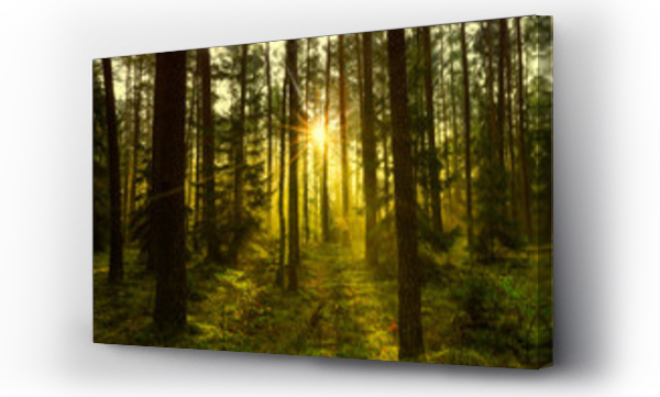 Wizualizacja Obrazu : #227494638 jesien w lesie Warmii