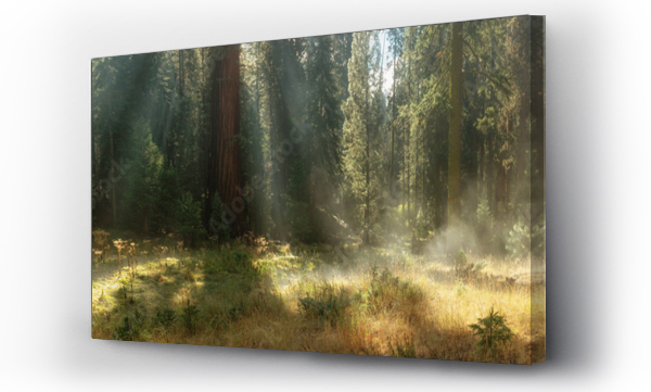 Wizualizacja Obrazu : #227653782 Poranek w Parku Narodowym Sequoia, USA