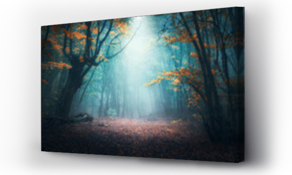 Piękny mistyczny las w niebieskiej mgle jesienią. Kolorowy krajobraz z zaczarowanych drzew z pomarańczowymi i czerwonymi liśćmi. Sceneria z ścieżką w sennym mglistym lesie. Kolory jesieni w październiku. Natura tło