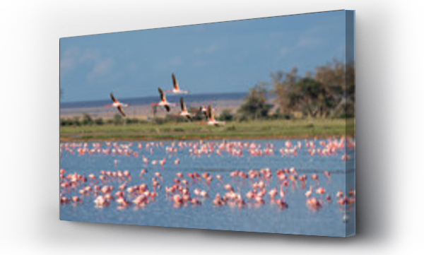 Wizualizacja Obrazu : #227858844 flamingo group in the lake