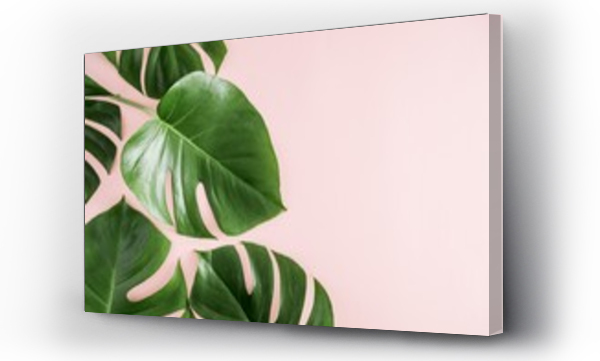 Wizualizacja Obrazu : #228070365 Tropical leaves Monstera on pastel pink background. Flat lay, top view, copy space 
