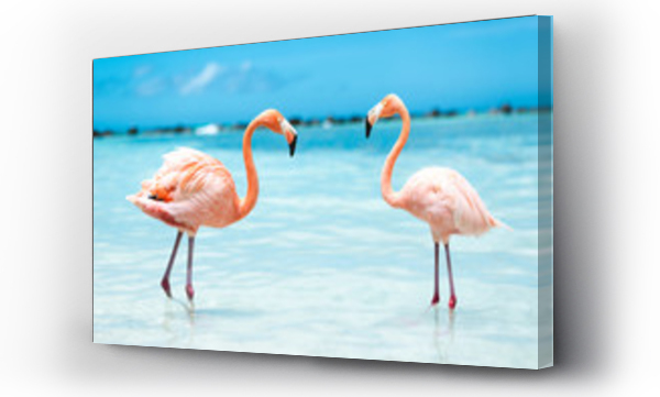 różowe flamingi