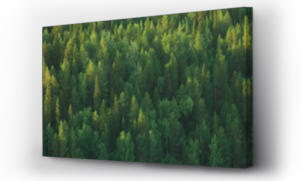 Wizualizacja Obrazu : #228989222 texture coniferous forest top view / landscape green forest, taiga peaks of fir trees