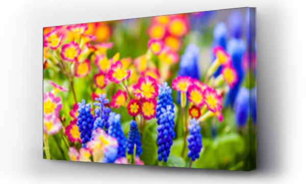 Wizualizacja Obrazu : #229021562 Kolorowe kwiaty