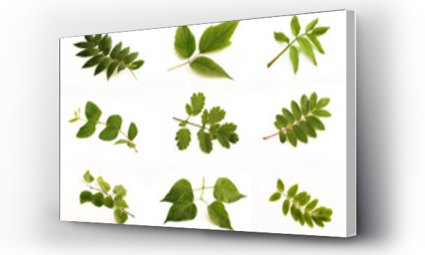 akacja, drzewo, drzewo liściaste, Liście