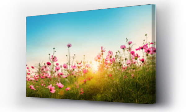 Wizualizacja Obrazu : #230013230 Beautiful cosmos flowers in garden background.