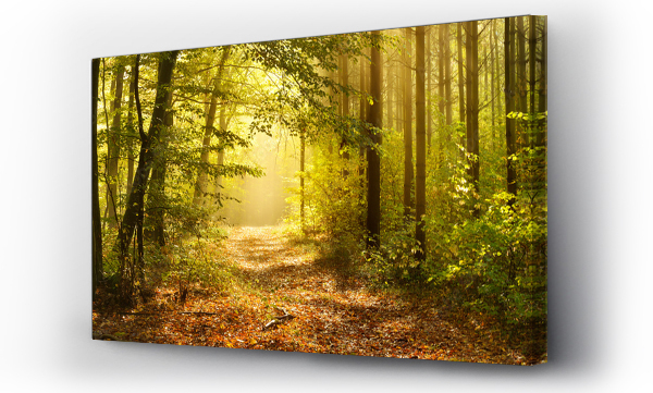 Ścieżka przez Zaczarowany Las jesienią, poranna mgła oświetlona światłem słonecznym