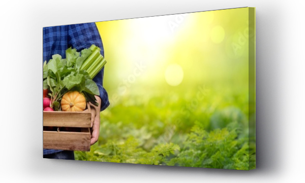 CEBULA, multi kolor, owoce, owoców, świeże, warzyw, wyżywienie