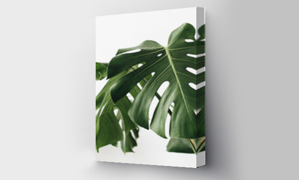Wizualizacja Obrazu : #232159640 Tropical plant monstera in flowerpot on white background.