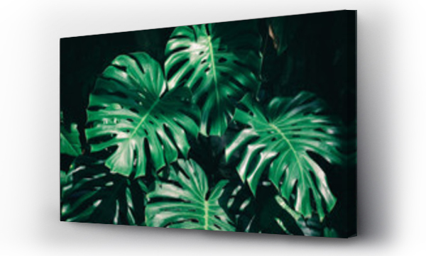 Wizualizacja Obrazu : #232442088 monstera plant, tropical leaf, green nature background