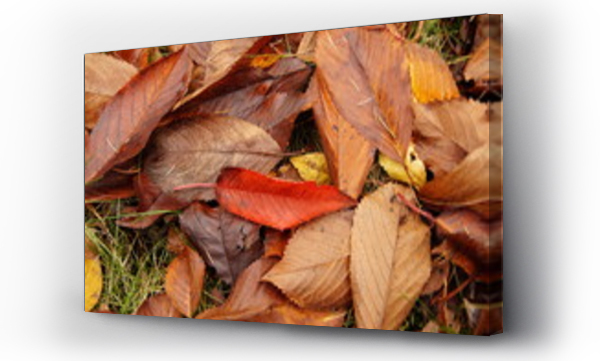 jesienne liście, Liście