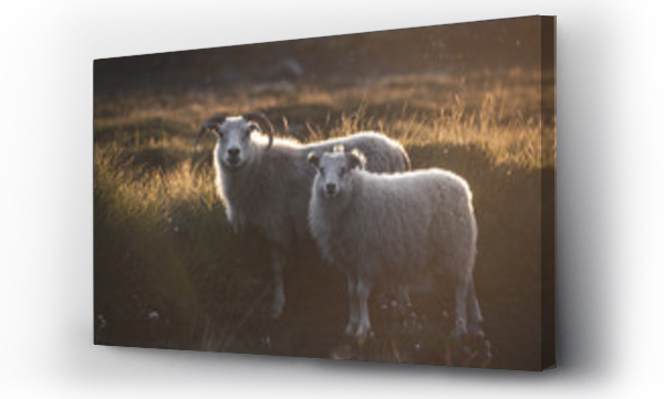 Wizualizacja Obrazu : #235285279 Owce