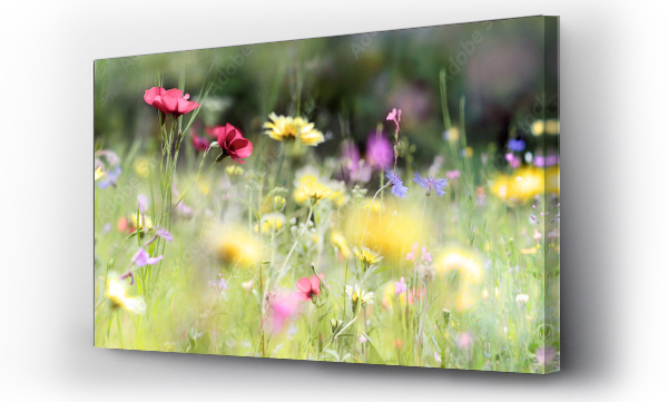 Wizualizacja Obrazu : #236066014 wildblumenwiese natur banner pastell
