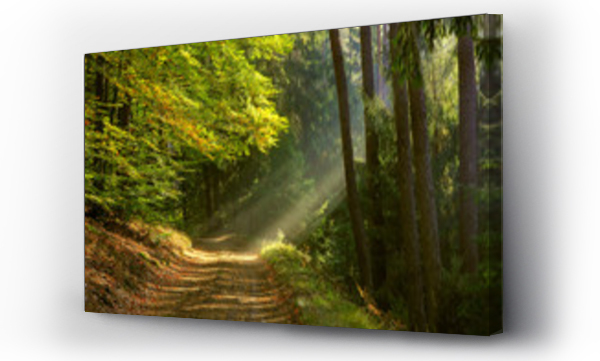 Droga mgła, las, pejzaż