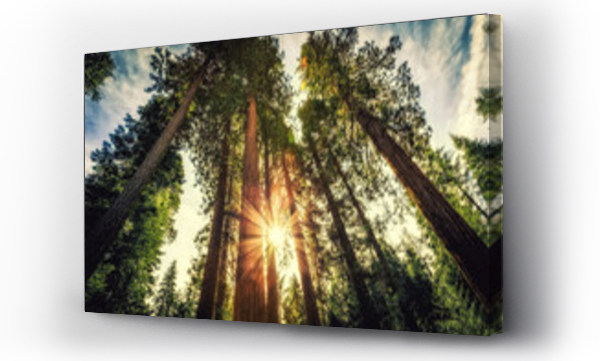 Wizualizacja Obrazu : #237486459 Wschód słońca na sekwojach, Mariposa Grove, Park Narodowy Yosemite, Kalifornia