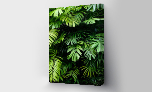 Wizualizacja Obrazu : #238134370 Tropical jungle nature green palm leaves on dark background in a garden