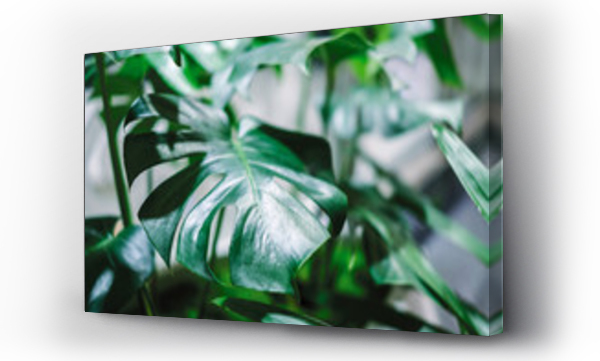 Wizualizacja Obrazu : #239429273 Monstera deliciosa or swiss cheese plant in pot tropical leaves background