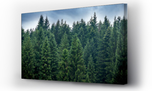 Wizualizacja Obrazu : #240911621 a spruce forest