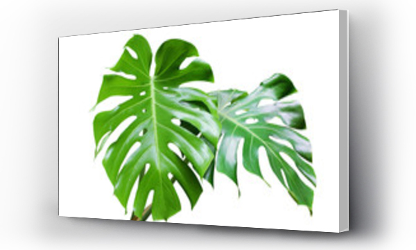 Wizualizacja Obrazu : #242360606 Fresh Green Leaves of Monstera Plant Isolated on White Background