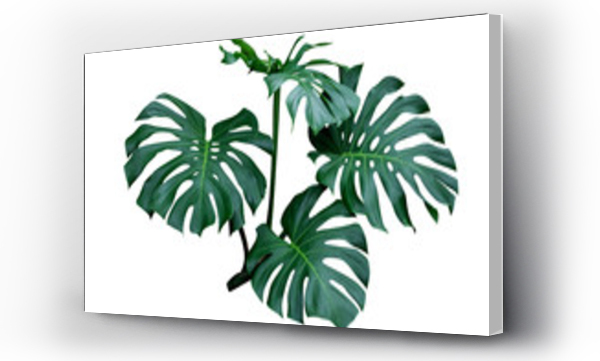 monstera