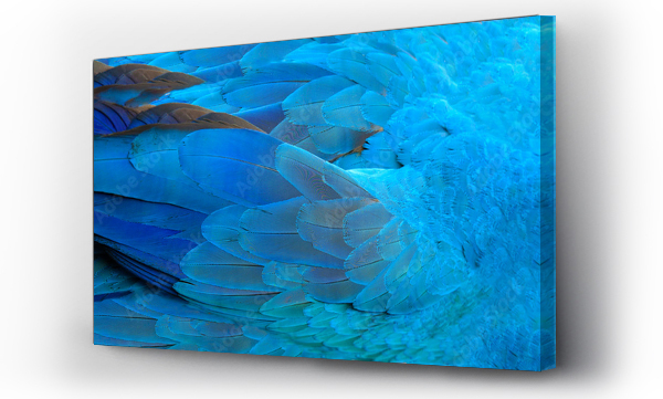 Wizualizacja Obrazu : #243533589 Pióra papugi niebieskie tekstura egzotyczna