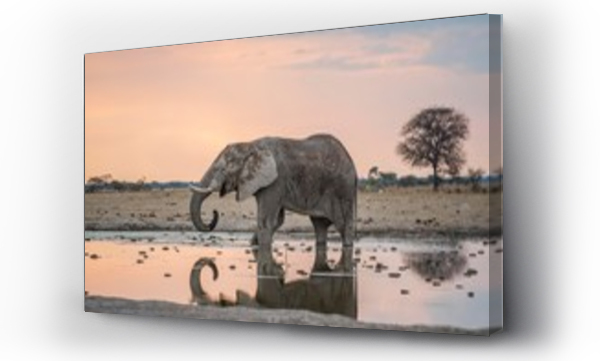 Wizualizacja Obrazu : #243796802 African bush elephants drinking at waterhole in Nxai Pan National Park