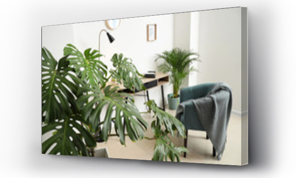 Wizualizacja Obrazu : #244020624 Green tropical plants in interior of room