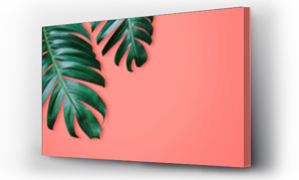 Wizualizacja Obrazu : #244200854 Philodendron tropical leaves on coral color background minimal summer