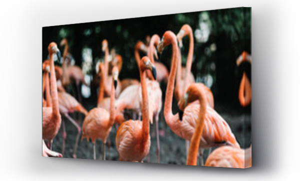 Wizualizacja Obrazu : #244455936 Grupa flamingów zebrała się wokół