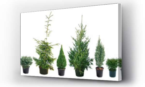 Picea - różne odmiany, kształty i rozmiary