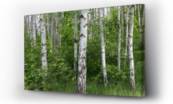 brzoza, brzozowy las, drzewo, las