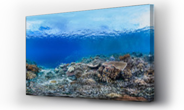 Wizualizacja Obrazu : #244957375 Healthy coral reef in Raja Ampat Indonesia panorama