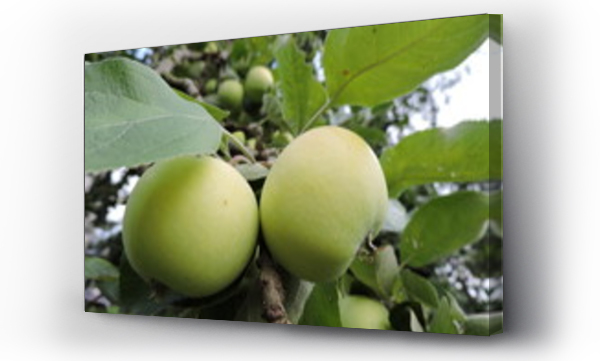 jablko zielone, jabłka zielone, Liście