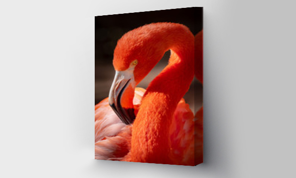 Wizualizacja Obrazu : #245273331 flamingo 2