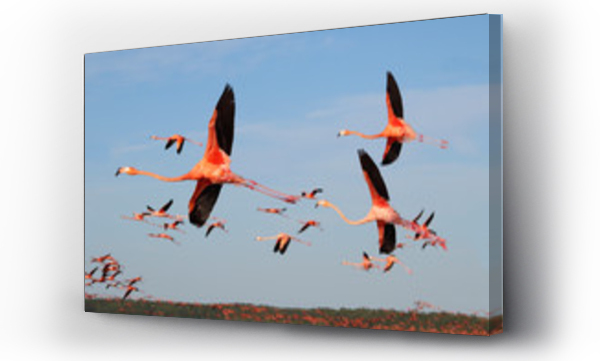 Wizualizacja Obrazu : #245380344 Stado latających flamingów w Celestun