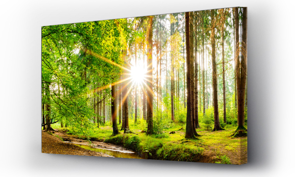 Wizualizacja Obrazu : #245602125 Piękna panorama lasu na wiosnę z jasnym słońcem prześwitującym przez drzewa
