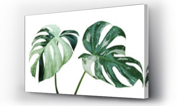 Wizualizacja Obrazu : #245779539 Variegated Leaves of Monstera Plant Isolated on White Background